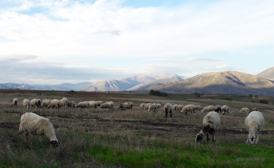 Συνεργασία Περιφερειών Δυτικής Μακεδονίας και Κορυτσάς για τη βελτίωση των συνθηκών κτηνοτροφικής παραγωγής