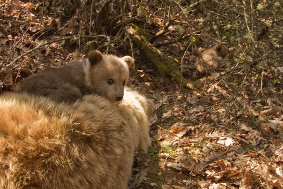 ΓΡΕΒΕΝΑ: Αρκούδα με τρία αρκουδάκια εντοπίστηκε στην περιοχή «Τσακάλια»
