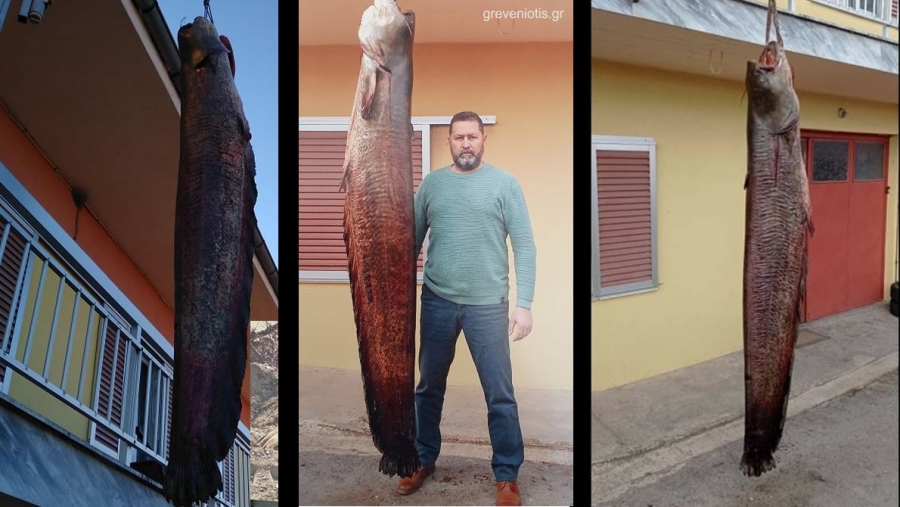 Απίστευτη ψαριά στον Αλιάκμονα- Έπιασε γουλιανό  2,45μ. μήκους και βάρους 87 κιλών (φωτογραφίες)