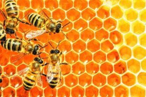 Γενική συνέλευση του Μελισσοκομικού Συλλόγου Γρεβενών