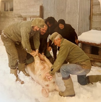 ΓΟΥΡΝΟΧΑΡΑ Ή ΓΙΟΡΤΗ ΤΣΙΓΑΡΙΔΑΣ