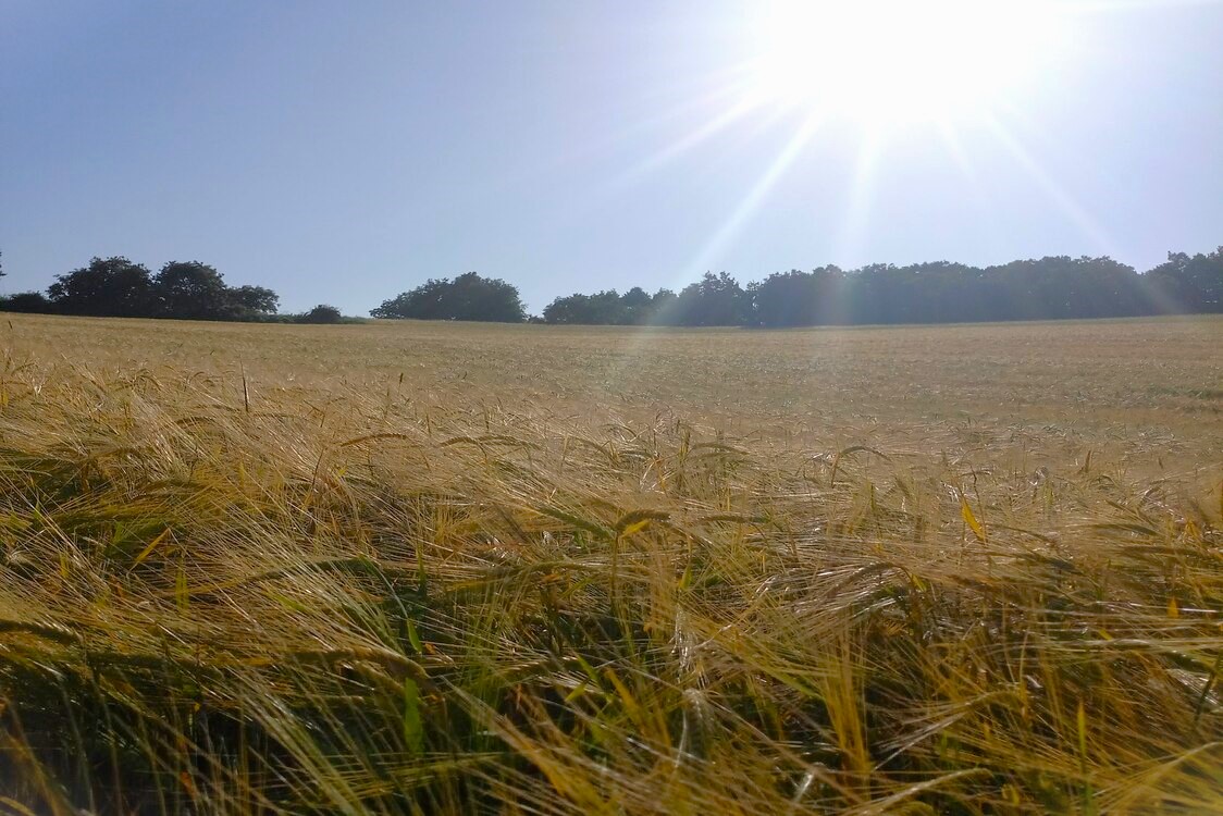Υπουργείο Γεωργίας….τα ασυγχώρητα τα λάθη, τα μεγάλα του  Τα «Πάθη» της Ελληνικής Γεωργίας 1ο