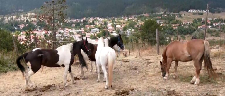3η Ιππική Συνάντηση στη Σαμαρίνα (video)