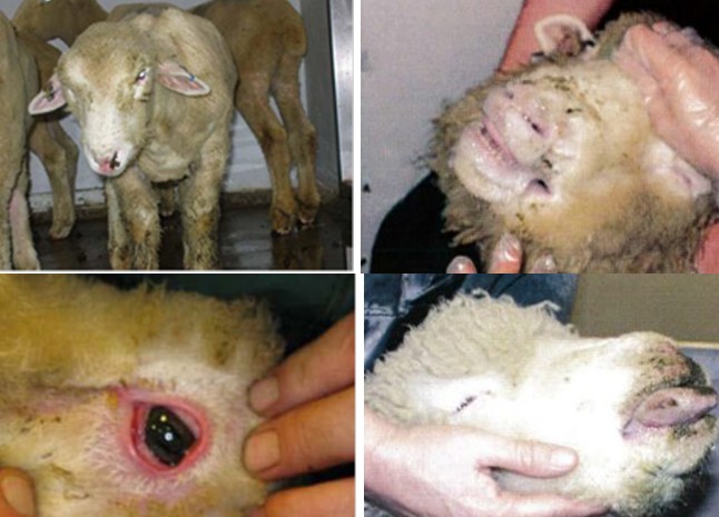 6 επιβεβαιωμένα κρούσματα της νόσου του καταρροϊκού πυρετού του προβάτου στην Π.Ε. Γρεβενών