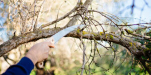 Δήμος Γρεβενών: Εργασίες κλάδευσης στην οδό Κ. Ταλιαδούρη  την Πέμπτη9/10