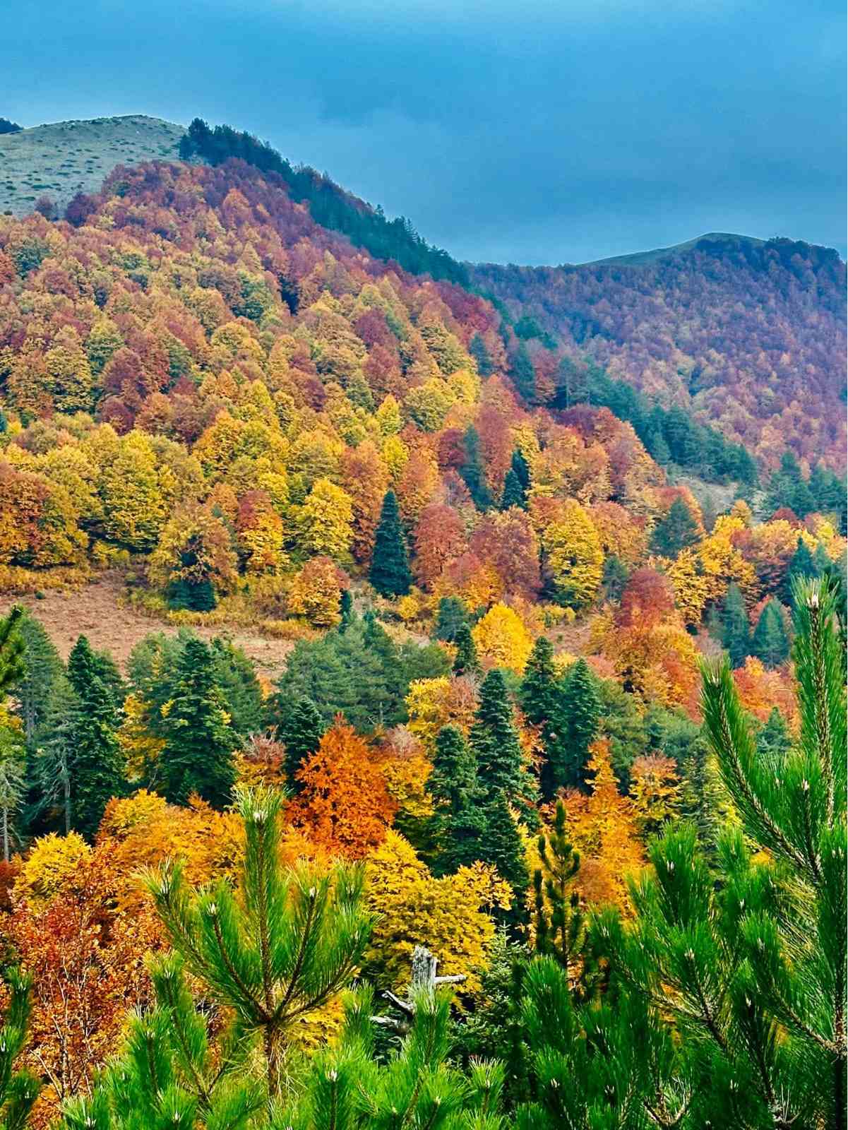 21η Μαρτίου – Παγκόσμια Ημέρα Δασών | Δράσεις της Επιθεώρησης Εφαρμογής Δασικής Πολιτικής Ηπείρου – Δυτικής Μακεδονίας