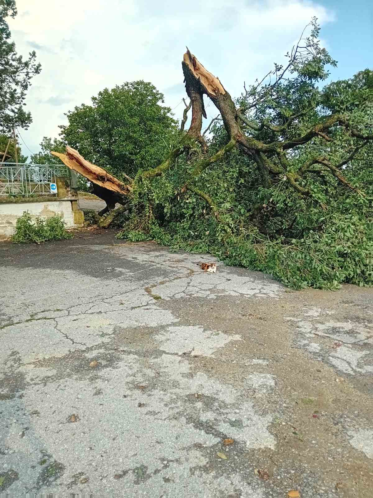 Άμεση επέμβαση του Δήμου Γρεβενών στον Άγιο Αθανάσιο Καλαμιτσίου – Οι ευχαριστίες της Εκκλησιαστικής Επιτροπής